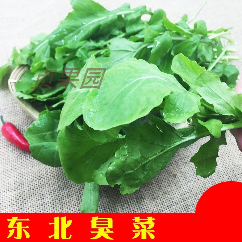 东北新鲜臭菜农家自种当季新鲜蔬菜大叶臭菜蘸酱小菜一份500g包邮