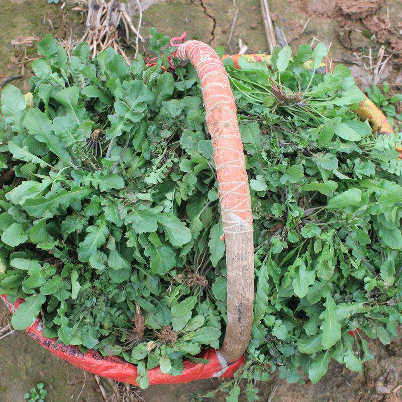 Farm planting Fresh vegetables Shepherd's purse Fresh dripping Delicate meat Fresh and tender 4 Jin with boxin the Aquatic meat/Fresh fruits and vegetables/Cooked , Fresh vegetables/Vegetable products , Jingcai  category - from Buy2taobao.com to provide professional Taobao agent buy service