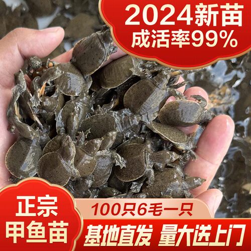 甲鱼苗活体批发外塘养殖苗中华鳖水鱼团鱼龙鱼饲料包邮