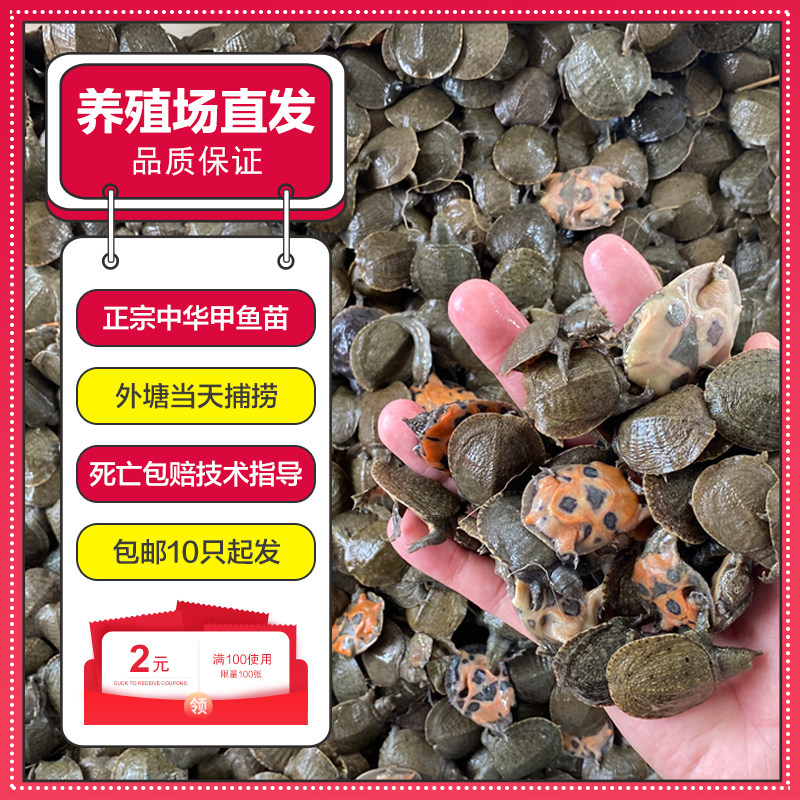 甲鱼苗 小甲鱼活体外塘养殖中华甲鱼