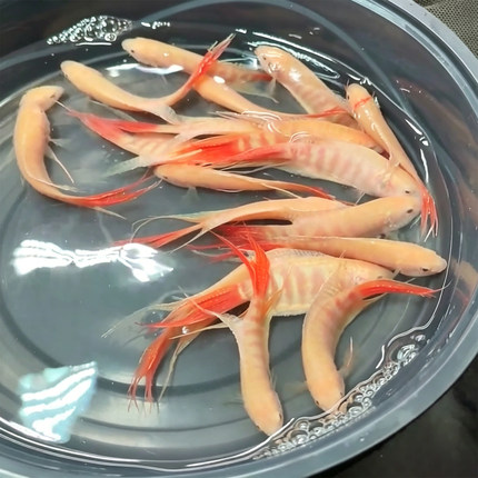 鸿运白兔中国斗鱼冷淡水活体小型宠物观赏鱼好养耐活新手鱼免打氧