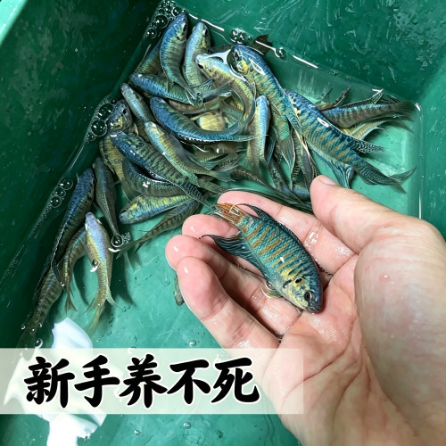 新手养不死中国蓝叉斗鱼活体