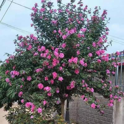 木槿花苗重瓣南方北方阳台种植盆栽地栽耐寒耐热药用庭院风景花卉