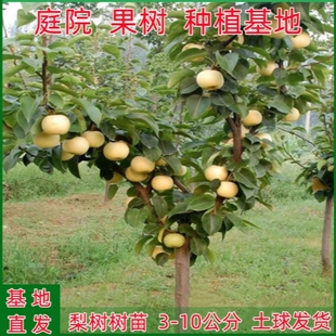 梨树苗特大梨树果苗南北方庭院种植嫁接早酥红梨树带土包成活地栽