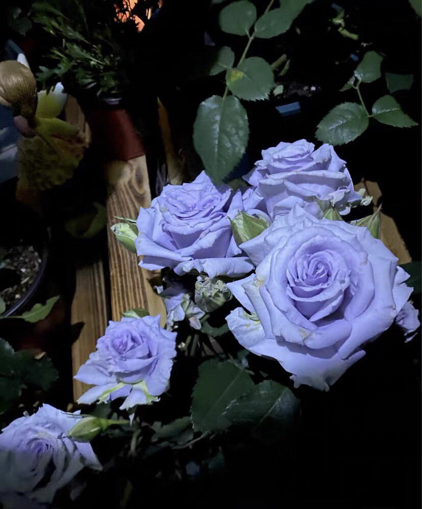 蓝色格劳恩月季盆栽花苗大地之蓝欧月灌木阳台庭院玫瑰养多季开花