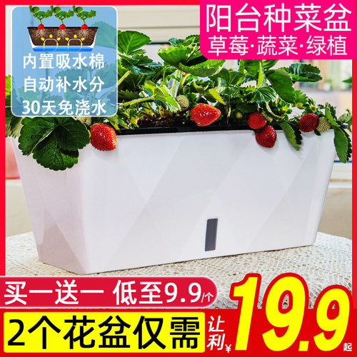阳台种菜懒人自动吸水花盆草莓盆