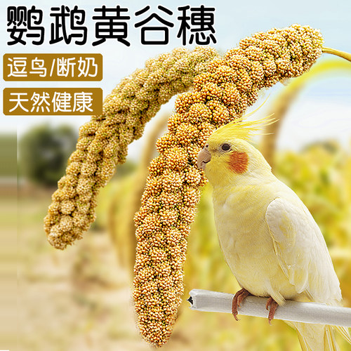 谷穗鹦鹉新鲜天然黄谷穗小米穗
