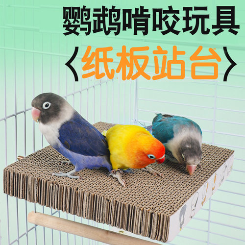 鹦鹉啃咬玩具纸板站台