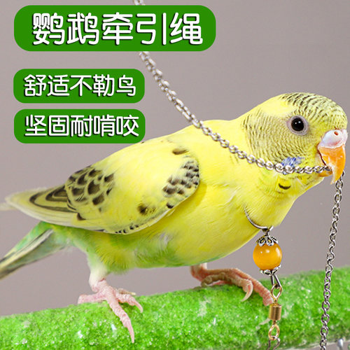 手养鹦鹉牵引绳脖套超轻放飞绳