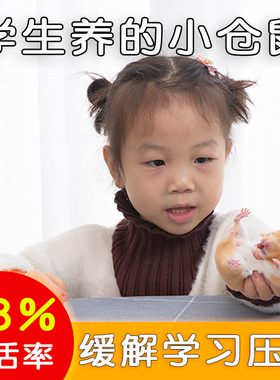 学生养小苍仓鼠活物家养巨型金丝熊一公一母已打疫苗网红宠物活体