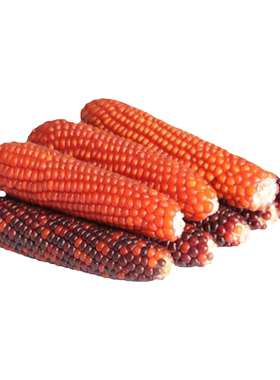 仓鼠磨牙玉米零食磨牙耐咬洁牙渍