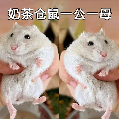 奶茶仓鼠一公一母活物鼠类宠物