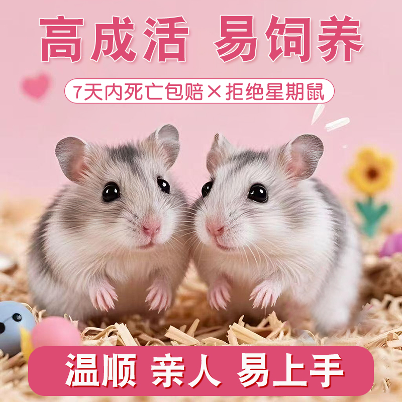 家养小仓鼠已打疫苗好养不臭