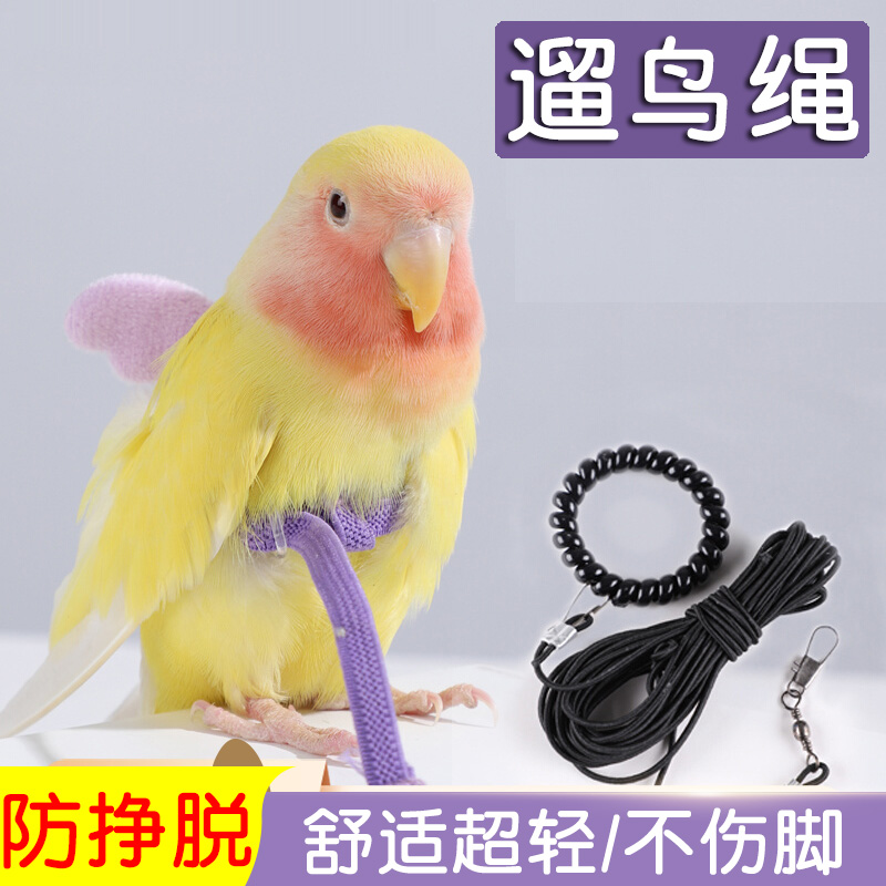 遛鸟绳鹦鹉牵引绳外出遛鹦鹉