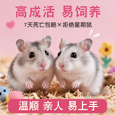 家养小仓鼠已打疫苗好养不臭