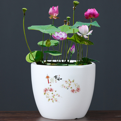 陶瓷简约碗莲水培花盆陶瓷