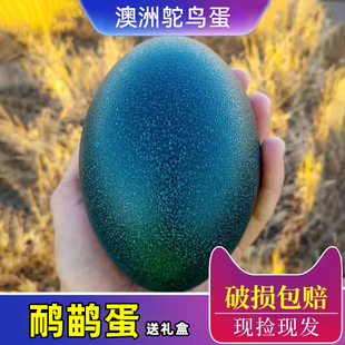 新鲜鸸鹋蛋新年送礼澳洲鸵鸟蛋可孵化种蛋受精蛋珍禽巨蛋稀有礼物