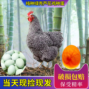 汶上芦花鸡种蛋受精蛋可孵化小鸡绿壳芦花鸡纯种鸡蛋受精蛋种蛋