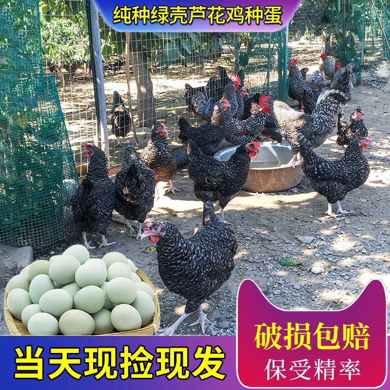 纯种绿壳芦花鸡】受精率高达95%