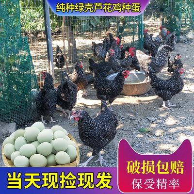 汶上芦花鸡种蛋受精蛋可孵化小鸡绿壳芦花鸡纯种鸡蛋受精蛋种蛋