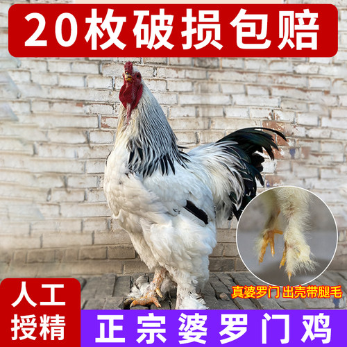 正宗婆罗门鸡种蛋受精蛋可孵化大种梵天鸡观赏鸡婆罗门受精鸡蛋