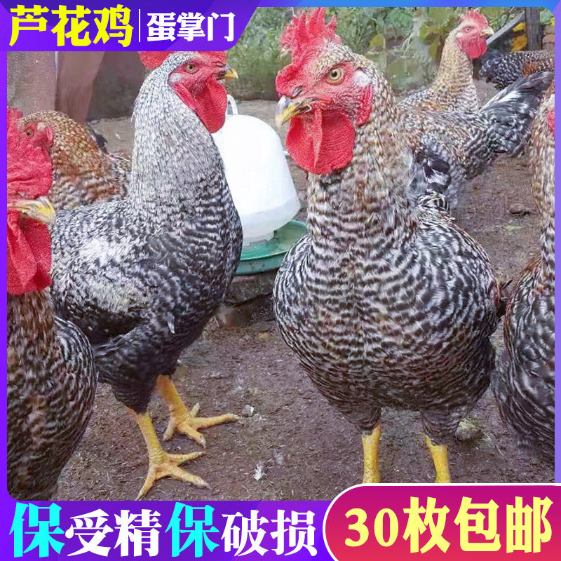 汶上纯种芦花鸡种蛋受精蛋可孵化小鸡黑土鸡种蛋新鲜30枚土鸡蛋|msdalam kategori daging perikanan/Buah-buahan segar dan sayur-sayuran/dimasak, telur/telur Produk, telur segar, telur - dari Buy2taobao.com untuk memberikan perkhidmatan ejen Taobao profesional membeli