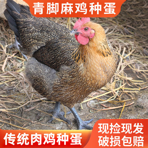 种蛋受精蛋可孵化快大土鸡青脚麻鸡九斤红瑶肉鸡种蛋鸡苗专业批发