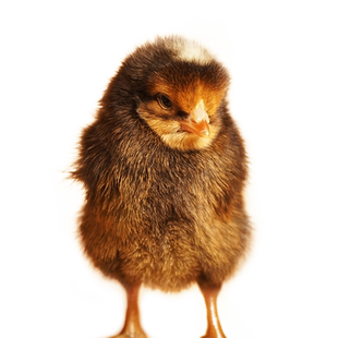 鸡蛋受精蛋可孵化土鸡种蛋青脚麻红玉散养土鸡种蛋传统高产土鸡蛋