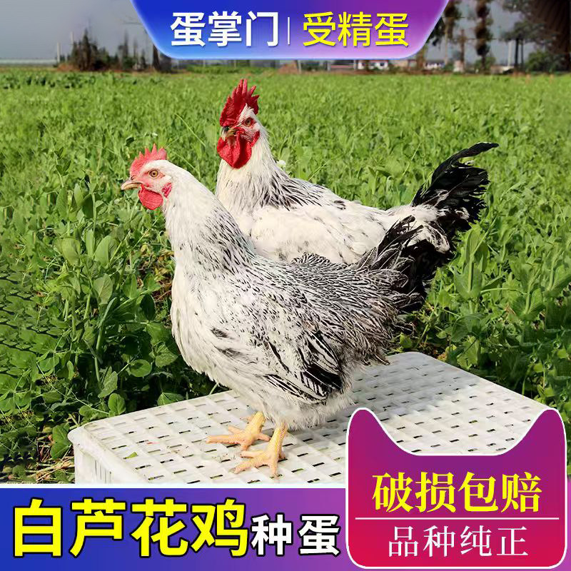 纯种白芦花鸡种蛋受精蛋可孵化鸡苗高产汶上芦花鸡土鸡种蛋肉细嫩,畜牧/养殖物资,鸡苗/种鸡/种蛋/受精蛋,淘宝优惠券,粉丝福利购,淘宝优惠卷