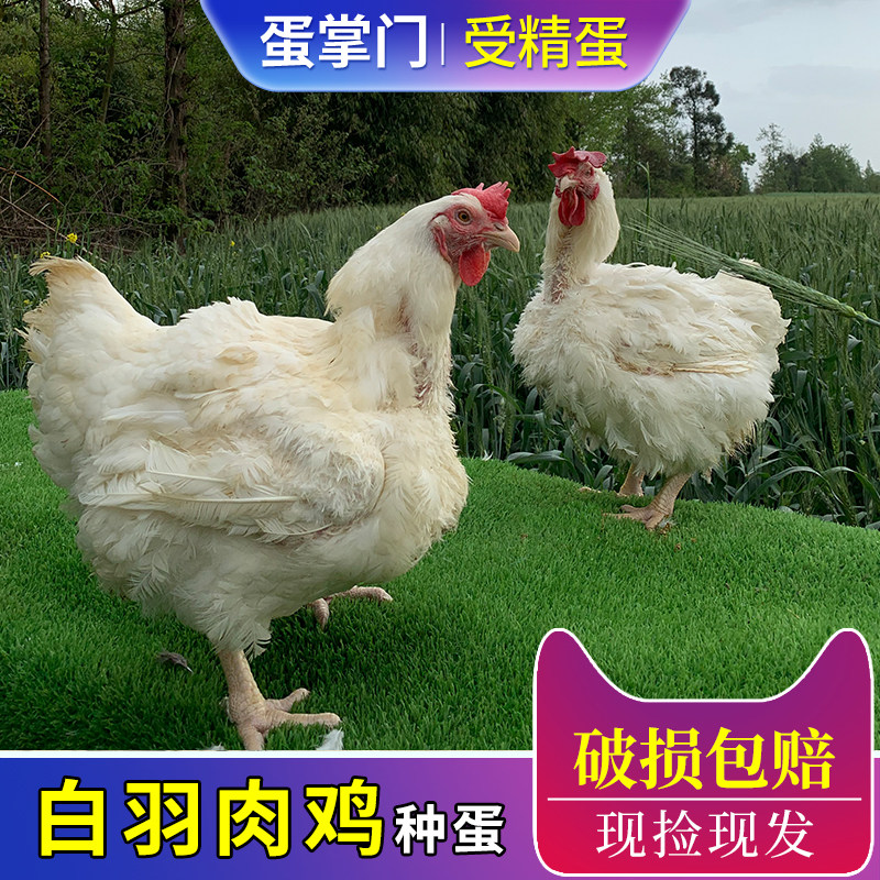 种蛋受精蛋可孵化白羽肉鸡种蛋快大型817肉鸡种蛋可孵化土鸡种蛋