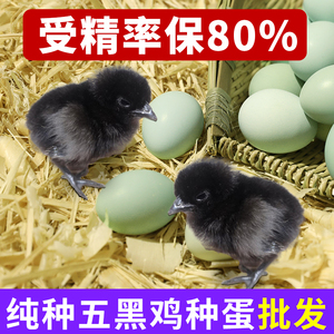 纯种五黑鸡种蛋受精蛋可孵化鸡蛋高产乌骨鸡受精卵土鸡绿壳受精蛋