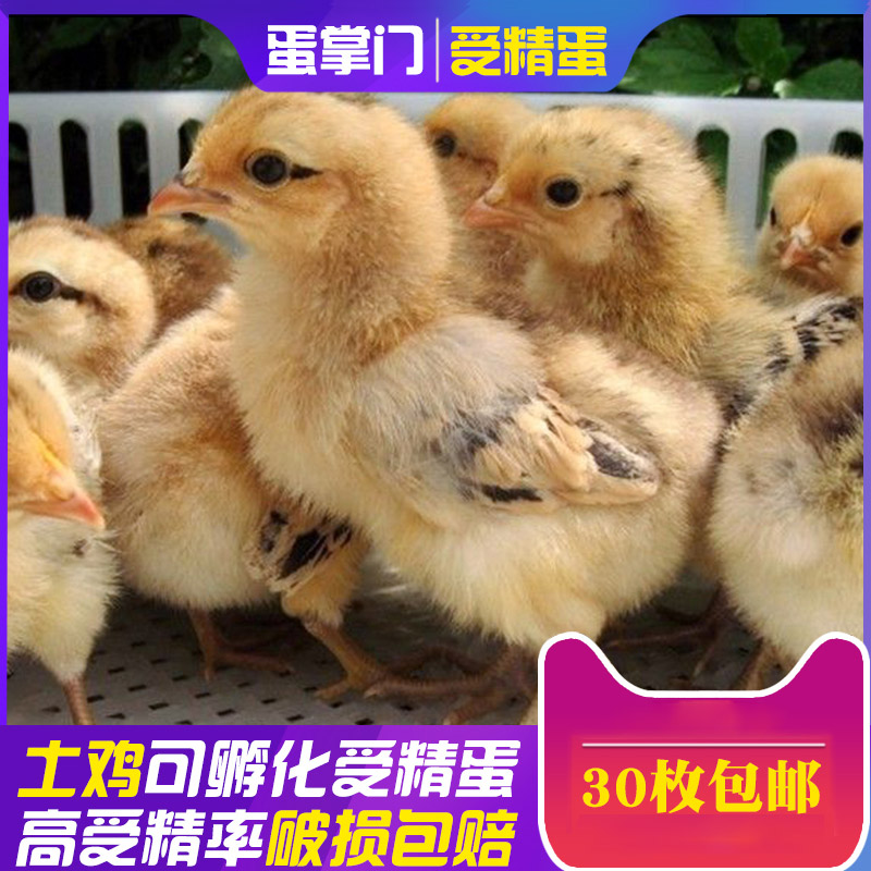 鸡种蛋受精蛋土柴鸡可孵化小鸡苗农村散养肉鸡受精卵新鲜30枚包邮|msdalam kategori daging perikanan/Buah-buahan segar dan sayur-sayuran/dimasak, telur/telur Produk, telur segar, telur - dari Buy2taobao.com untuk memberikan perkhidmatan ejen Taobao profesional membeli