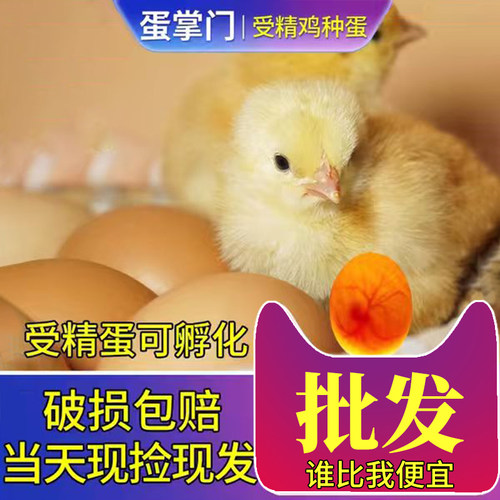 鸡蛋受精蛋可孵化土鸡种蛋青脚麻红玉散养土鸡种蛋传统高产土鸡蛋