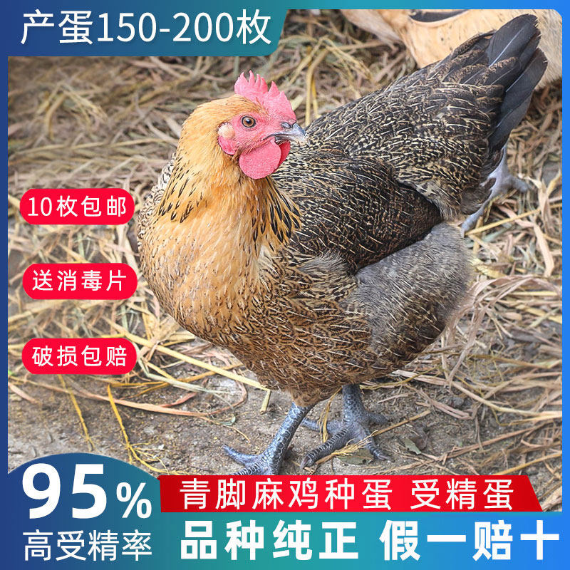 纯种青脚红瑶三黄土鸡种蛋受精蛋可孵化小鸡一代原鸡k9土鸡受精蛋|msdalam kategori daging perikanan/Buah-buahan segar dan sayur-sayuran/dimasak, telur/telur Produk, telur segar, telur - dari Buy2taobao.com untuk memberikan perkhidmatan ejen Taobao profesional membeli