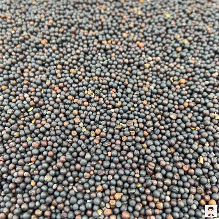油菜籽鸟饲料鹦鹉芙蓉鸟玉鸟雀鸟文鸟金丝雀鸟食鸽粮一-鸽饲料(载载家居专营店仅售28.21元)