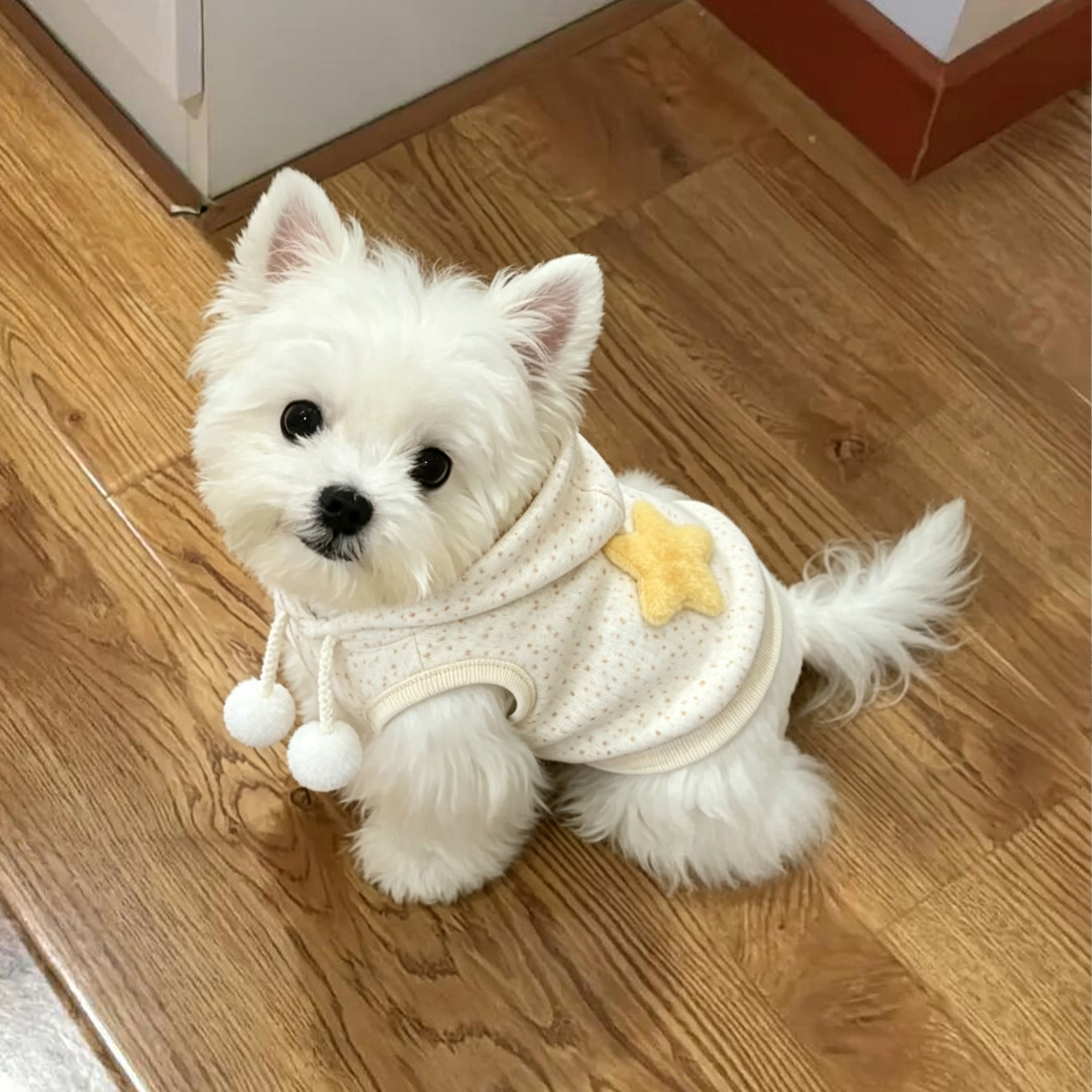 博美衣服韩版星星连帽卫衣防掉毛居家两脚衣雪纳瑞背心式宠物服装