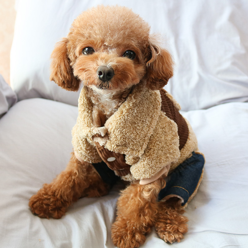 小狗狗衣服冬天加绒加厚棉衣泰迪秋季四脚衣雪纳瑞幼犬宠物秋冬装
