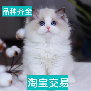 鹰潭海蓝双布偶猫金吉拉加菲猫幼猫纯种银点纯白长毛宠物猫咪活物