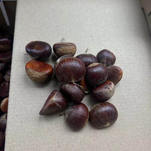 平武板栗生新鲜小粒非圆锥椎子板栗小粒小板栗野生毛栗新鲜