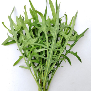 2024现挖野生曲麻菜苦菜曲曲新鲜酱菜苦麻菜碟子带根发货