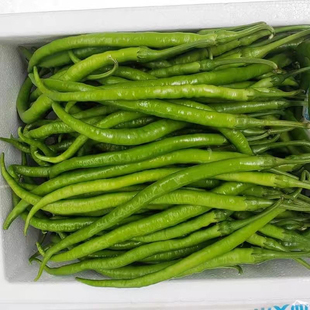 四川本地现摘青条椒新鲜青辣椒二荆条线椒长椒中辣青海椒当季蔬菜