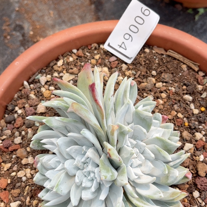 墨西哥大花朵苹果叶缀化9006多肉植物