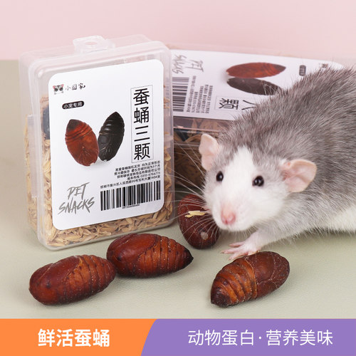小囧家杂食小宠物通用零食活蚕蛹