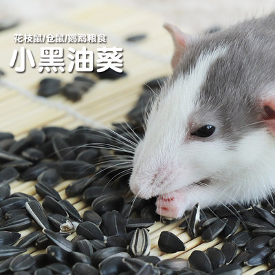 仓鼠、花枝鼠零食油葵小瓜子