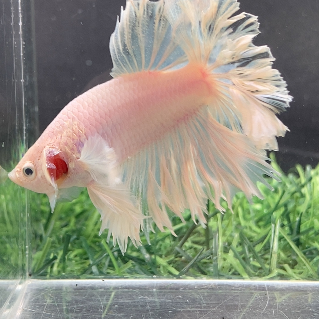 90印尼珠光白绣球,宠物/宠物食品及用品,螺,淘宝优惠券,粉丝福利购,淘宝优惠卷