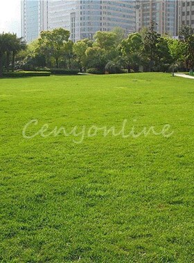 1000g Seeds / bag Tall Fescue Grass Seed ( Festuca arundinac