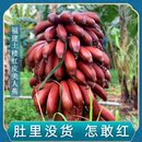 新鲜水果 拾臻精选福建漳州土楼红皮美人香蕉红香蕉时令当季 包邮