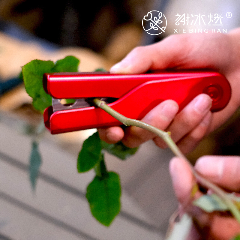玫瑰花打刺钳子剪刀拔除神器