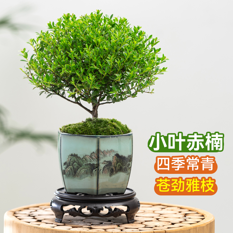 小叶赤楠老桩盆景苗植物花卉微景观水培办公室内好养四季常青盆栽 鲜花速递/花卉仿真/绿植园艺 绿植 原图主图