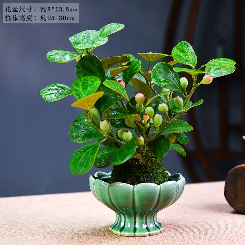 【小盼菩提】树盆栽带果苔藓球挂果室内茶台办公室桌面禅意叶老桩